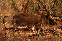 Common duiker, female {Sylvicapra grimmia} Mkhuze GR, South Africa