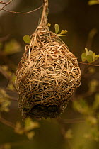 Nest of African masked weaver {Ploceus velatus} Kruger NP, S Africa