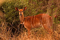 Nyala female {Tragelaphus angasi} Mkhuzi GR, South Africa