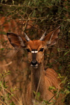 Nyala young male {Tragelaphus angasi} Mkhuzi GR, South Africa