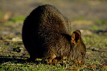 Tasmanian / Rufous bellied pademelon grazing {Thylogale billardierri} Narawntapu NP, Austalia.