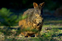 Tasmanian / Rufous bellied pademelon {Thylogale billardierri} Narawntapu NP, Austalia.