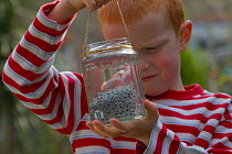 Boy with jar of frogspawn, pond dipping, UK.