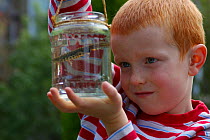 Boy with Smooth newt {Triturus vulgaris} in jar, pond dipping, UK