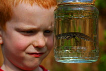Boy looking at smooth newt {Triturus vulgaris} in jar, pond dipping, UK