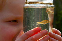 Boy looking at young goldfish in jar, pond dipping, UK