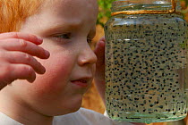 Boy looking at jar of frogspawn, pond dipping, UK