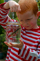 Boy looking at smooth newt {Triturus vulgaris} in jar, pond dipping, UK.