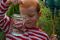 Boy looking at smooth newt {Triturus vulgaris} in jar, pond dipping, UK.