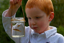 Boy looking at young goldfish (carp) in jar, pond dipping, UK.