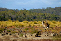 Forester kangaroos {Macropus giganteus tasmaniensis} Tasmania, Australia.