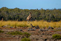 Forester kangaroo hopping {Macropus giganteus tasmaniensis} Tasmania, Australia.