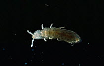 Springtail (Collembola) x10 magnification, UK