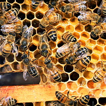 Honey bee {Apis mellifera} young worker being fed by mature worker