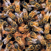 Honey bee {Apis mellifera} queen laying eggs.
