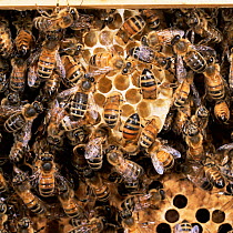 Honey bee {Apis mellifera} workers constructing a new comb