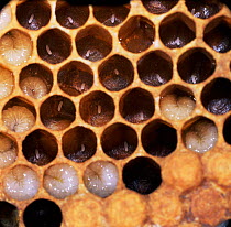 Honey bee [Apis mellifera] comb containing eggs and larvae