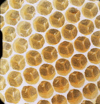 Honey bee [Apis mellifera] comb containing eggs.