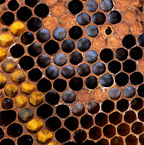 Honey bee comb showing pollen-filled cells containing pupae and open cells larvae