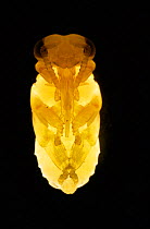 Honey bee [Apis mellifera] pupa