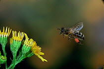 Honey bee [Apis mellifera] worker with full pollen sacs in flight