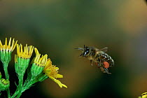 Honey bee [Apis mellifera] worker with full pollen sacs in flight