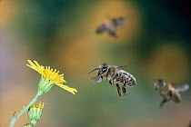 Honey bee [Apis mellifera] worker in flight - two bees in background