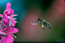 Honey bee [Apis mellifera] worker in flight with full pollen sacs visiting flowers