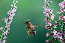 RF- Honey bee worker in flight with full pollen sacs visiting heather flowers. (This image may be licensed either as rights managed or royalty free.)