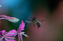 Honey bee [Apis mellifera] worker in flight visiting flower