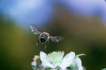 Rear view of Honey bee [Apis mellifera] worker in flight