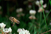 Honey bee [Apis mellifera] worker in flight visiting white clover