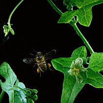 Honey bee {Apis mellifera} worker in flight with full pollen sacs. UK. white bryony