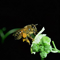 Honey bee worker visiting white bryony flower, note full pollen sacs