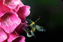 RF- Bumble bee (Bombus sp) falling out of foxglove after visiting it to collect nectar. (This image may be licensed either as rights managed or royalty free.)