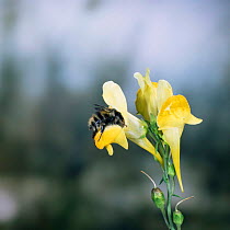 Meadow bumble bee {Bombus agrorum) visiting common toadflax flower