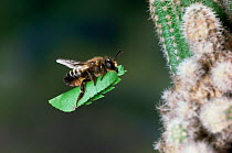 Leaf-cutting bee {Megachile sp) female bringing leaf section to nest amongst roots of cactus.