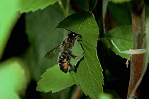 Leaf-cutting bee {Megachile sp) cutting section of leaf to make cell for egg, UK.