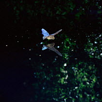 Pipistrelle bat {Pipistrellus pipistrellus} in flight over water, UK.