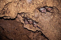 Giant / Commerson's leaf-nosed bat {Hipposideros commersoni} in limestone cave, Coastal E. Africa.