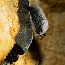 Whiskered bat {Myotis mystacinus} hibernating in a damp cave, Europe.