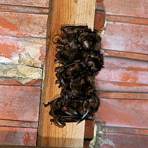 Brown long-eared bat {Plecotus auritus} roosting beneath roof tiles, Europe.