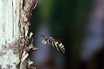 Mason wasp {Symmorphus sp} carries mud ball to form cell in nest in dead wood, UK.