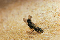Solitary wasp {Oxybelus uniglumis} carrying fly pierced on sting to nest, UK.