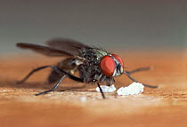 Lesser house fly {Fannia canicularis} feeding on sugar grains, UK.
