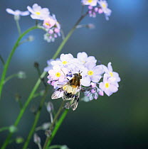 Hoverfly {Leucozona lucorum} on flower, UK.