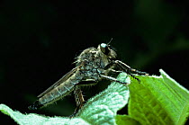 Robber fly {Machimus atricapillus} female, UK.