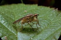 Dung fly {Scatophaga / Scopeuma stercoraria} UK.