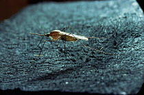 Annopheline mosquito {Annopheles sp} female