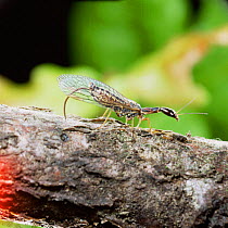 Snakefly {Raphidia notata} preparing to lay eggs in branch, UK.